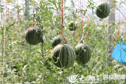 陇南网红吃瓜事件视频,一场网络狂欢背后的真相揭秘